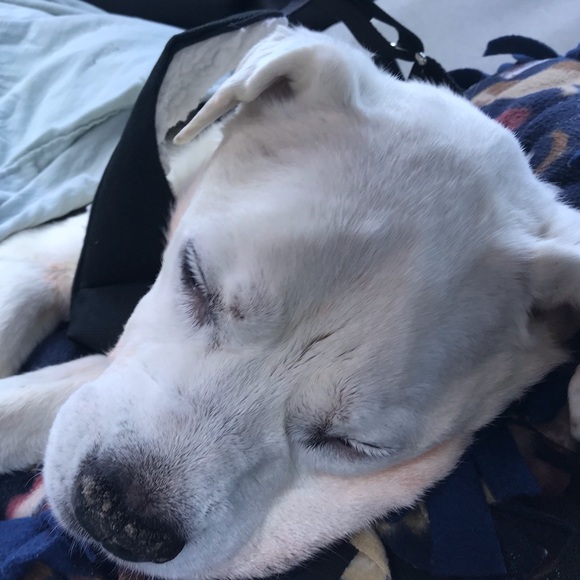 Meet your Posher, Save a bully breed! - Picture 1 of 2